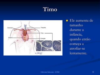 Timo
 Ele aumenta de
tamanho
durante a
infância,
quando então
começa a
atrofiar-se
lentamente.
Ciências Naturais - ICRM 11
 