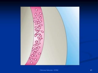 21Ciências Naturais - ICRM
 