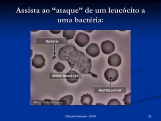 Assista ao “ataque” de um leucócito a
uma bactéria:
22Ciências Naturais - ICRM
 