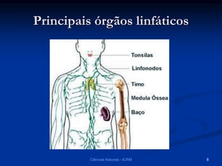 Principais órgãos linfáticos
Ciências Naturais - ICRM 8
 