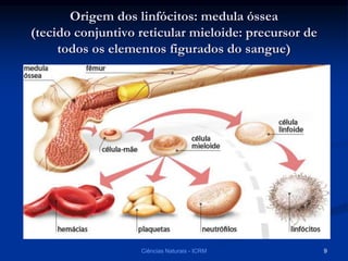 Origem dos linfócitos: medula óssea
(tecido conjuntivo reticular mieloide: precursor de
todos os elementos figurados do sangue)
Ciências Naturais - ICRM 9
 