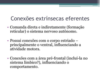 Conexões extrínsecas eferentes
• Comanda direta e indiretamente (formação
reticular) o sistema nervoso autônomo.
• Possui conexões com o corpo estriado –
principalmente o ventral, influenciando a
atividade motora.
• Conexões com a área pré-frontal (incluí-la no
sistema límbico?), influenciando o
comportamento.
 