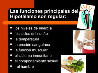 Las funciones principales del
Hipotálamo son regular:
 los niveles de energía
 los ciclos del sueño
 la temperatura
 la presión sanguínea
 la función muscular
 el sistema inmunitario
 el comportamiento sexual
 el hambre
 