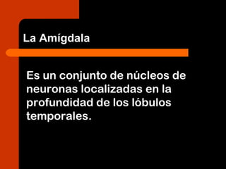 Es un conjunto de núcleos de
neuronas localizadas en la
profundidad de los lóbulos
temporales.
La Amígdala
 
