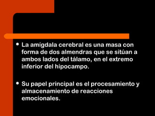  La amígdala cerebral es una masa con
forma de dos almendras que se sitúan a
ambos lados del tálamo, en el extremo
inferior del hipocampo.
 Su papel principal es el procesamiento y
almacenamiento de reacciones
emocionales.
 