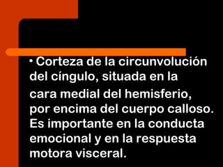 • Corteza de la circunvolución
del cíngulo, situada en la
cara medial del hemisferio,
por encima del cuerpo calloso.
Es importante en la conducta
emocional y en la respuesta
motora visceral.
 