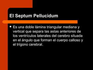 El Septum Pellucidum
 Es una doble lámina triangular mediana y
vertical que separa las astas anteriores de
los ventrículos laterales del cerebro situada
en el ángulo que forman el cuerpo calloso y
el trígono cerebral.
 