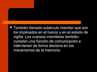  También llamado tubérculo mamilar que son
los implicados en el humor y en el estado de
vigilia. Los cuerpos mamilares también
cumplen una función de comunicación e
intervienen de forma decisiva en los
mecanismos de la memoria.
 
