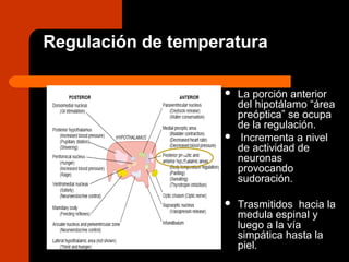 Regulación de temperatura
 La porción anterior
del hipotálamo “área
preóptica” se ocupa
de la regulación.
 Incrementa a nivel
de actividad de
neuronas
provocando
sudoración.
 Trasmitidos hacia la
medula espinal y
luego a la vía
simpática hasta la
piel.
5
 