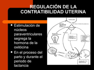 REGULACIÓN DE LA
CONTRATIBILIDAD UTERINA
 Estimulación de
núcleos
paraventriculares
segrega la
hormona de la
oxitócina
 En el proceso del
parto y durante el
periodo de
lactancia
 