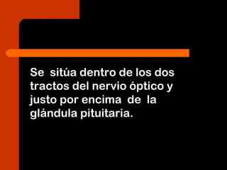 Se sitúa dentro de los dos
tractos del nervio óptico y
justo por encima de la
glándula pituitaria.
 