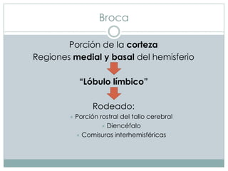 Broca
Porción de la corteza
Regiones medial y basal del hemisferio
“Lóbulo límbico”
Rodeado:


Porción rostral del tallo cerebral
 Diencéfalo
 Comisuras interhemisféricas

 
