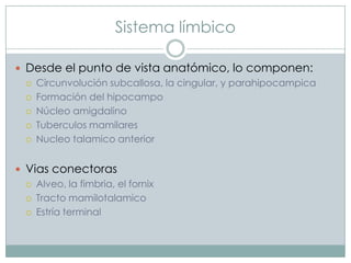 Sistema límbico
 Desde el punto de vista anatómico, lo componen:
 Circunvolución subcallosa, la cingular, y parahipocampica
 Formación del hipocampo
 Núcleo amigdalino
 Tuberculos mamilares
 Nucleo talamico anterior
 Vias conectoras
 Alveo, la fimbria, el fornix
 Tracto mamilotalamico
 Estría terminal

 