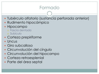 Formado
 Tubérculo olfatorio (sustancia perforada anterior)
 Rudimento hipocámpico
 Hipocampo











Fascia dentada
Subículo

Corteza prepiriforme
Uncus
Giro subcalloso
Circunvolución del cíngulo
Circunvolución del hipocampo
Corteza retroesplenial
Parte del área septal

 