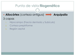 Punto de vista filogenético
 Allocórtex (corteza antigua)

Arquipalio

3 capas
1.
2.
3.

Hipocampo (Fascia dentada y Subículo)
Corteza prepiriforme
Región septal

 