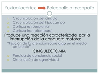 Yuxtaallocórtex
1.
2.

3.
4.

Paleopalio o mesopalio

Circunvolución del cíngulo
Circunvolución del hipocampo
Corteza retroesplenial
Corteza frontotemporal

Produce una reacción caracterizada por la
interrupción de la conducta motora:
“Fijación de la atención sobre algo en el medio
ambiente”

CINGULECTOMÍA





Pérdida de conciencia social
Disminución de agresividad

 