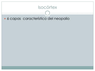 Isocórtex
 6 capas característico del neopalio

 