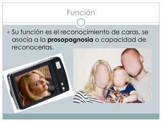Función
 Su función es el reconocimiento de caras, se

asocia a la prosopagnosia o capacidad de
reconocerlas.

 
