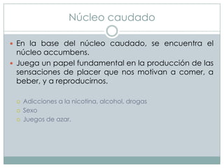 Núcleo caudado
 En la base del núcleo caudado, se encuentra el

núcleo accumbens.
 Juega un papel fundamental en la producción de las
sensaciones de placer que nos motivan a comer, a
beber, y a reproducirnos.




Adicciones a la nicotina, alcohol, drogas
Sexo
Juegos de azar.

 