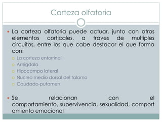Corteza olfatoria
 La corteza olfatoria puede actuar, junto con otros

elementos corticales, a traves de multiples
circuitos, entre los que cabe destacar el que forma
con:







La corteza entorrinal
Amigdala
Hipocampo lateral
Nucleo medio dorsal del talamo
Caudado-putamen

 Se

relacionan
con
el
comportamiento, supervivencia, sexualidad, comport
amiento emocional

 