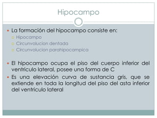 Hipocampo
 La formación del hipocampo consiste en:
 Hipocampo
 Circunvolucion dentada
 Circunvolucion parahipocampica
 El hipocampo ocupa el piso del cuerpo inferior del

ventriculo lateral, posee una forma de C
 Es una elevación curva de sustancia gris, que se
extiende en toda la longitud del piso del asta inferior
del ventriculo lateral

 