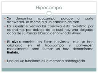 Hipocampo
 Se

denomina hipocampo, porque al corte
transversal, se asemeja a un caballito de mar
 La superficie ventricular convexa esta revestida por
ependimo, por debajo de la cual hay una delgada
capa de sustancia blanca denominada Alveo
 El alveo consiste en fibras nerviosas

que se han
originado
en
el
hipocampo
y
convergen
medialmente para formar un haz, denominado
fimbria.

 Una de sus funciones es la memoria anterograda

 