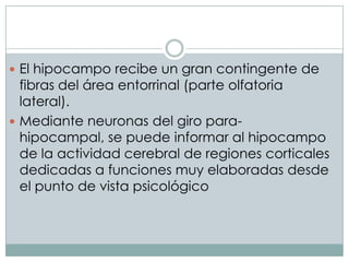  El hipocampo recibe un gran contingente de

fibras del área entorrinal (parte olfatoria
lateral).
 Mediante neuronas del giro parahipocampal, se puede informar al hipocampo
de la actividad cerebral de regiones corticales
dedicadas a funciones muy elaboradas desde
el punto de vista psicológico

 