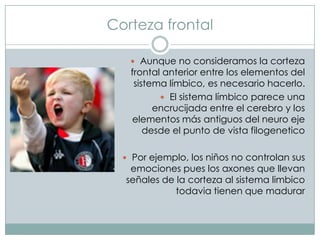 Corteza frontal
 Aunque no consideramos la corteza

frontal anterior entre los elementos del
sistema límbico, es necesario hacerlo.
 El sistema límbico parece una
encrucijada entre el cerebro y los
elementos más antiguos del neuro eje
desde el punto de vista filogenetico

 Por ejemplo, los niños no controlan sus

emociones pues los axones que llevan
señales de la corteza al sistema limbico
todavia tienen que madurar

 