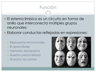 Función
 El sistema límbico es un circuito en forma de

anillo que interconecta múltiples grupos
neuronales:
 Elaborar conductas reflejadas en expresiones:






Respuestas emocionales
El aprendizaje
Memoria declarativa
Nuestra personalidad
Nuestros recuerdos

 