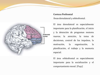 Corteza Prefrontal
Áreas dorsolateral y orbitofrontal.
El área dorsolateral es especialmente
importante para la planificación, el inicio
y la detención de programas motores

nuevos;

la

atención,

la

toma

de

decisiones, control de los impulsos, la
motivación,

la

organización,

la

planificación, el trabajo y la memoria
espacial.
El área orbitofrontal es especialmente
importante para la socialización y el
comportamiento moral. [P297]

 