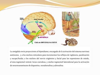 La amígdala envía proyecciones al hipotálamo, encargado de la activación del sistema nervioso
autónomo, y a los núcleos reticulares para incrementar los reflejos de vigilancia, paralización
y escape/huida; a los núcleos del nervio trigémino y facial para las expresiones de miedo,
al área tegmental ventral, locus coeruleus, y núcleo tegmental laterodorsal para la activación
de neurotransmisores de dopamina, noradrenalina y adrenalina.

 