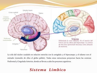 Corteza
Cingulada
anterior

Estriado

Prefrontal
ventromedial

Uncus

Delimitada la zona olfatoria. En el interior del
Uncus yace la cabeza del hipocampo. La corteza
de ésta área (perirrinal) funciona como almacén
de memoria.

La cola del núcleo caudado en relación estrecha con la amígdala y el hipocampo; y el tálamo con el

estriado (enmedio de ellos el globo pálido). Todas estas estructuras proyectan hacia las cortezas
Prefrontal y Cingulada Anterior, donde se llevan a cabo los procesos cognitivos.

S i s te m a L í m b i c o

 