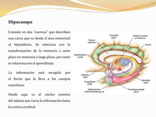 Hipocampo
Consiste en dos "cuernos" que describen
una curva que va desde el área entorrinal
al hipotálamo. Se relaciona con la

transformación de la memoria a corto
plazo en memoria a largo plazo, por tanto
se relaciona con el aprendizaje.
La

información

está

recogida

por

el fórnix que la lleva a los cuerpos
mamilares.
Desde

aquí

va

al

núcleo

anterior

del tálamo que envía la información hasta
la corteza cerebral.

 