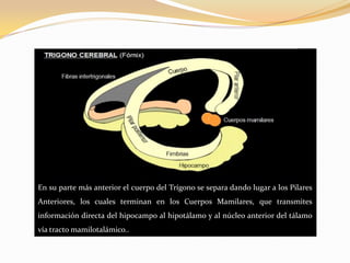 En su parte más anterior el cuerpo del Trígono se separa dando lugar a los Pilares
Anteriores, los cuales terminan en los Cuerpos Mamilares, que transmites
información directa del hipocampo al hipotálamo y al núcleo anterior del tálamo
vía tracto mamilotalámico..

 