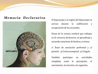 Memoria Declarativa

El hipocampo y la región del hipocampo se
activan

durante

la

codificación

y

recuperación de los recuerdos.

Zonas de la corteza cerebral que trabajan

2

4

1

en la memoria declarativa, el aprendizaje y
recuerdo consciente de hechos y eventos:

3

4

1) Áreas de asociación prefrontal y 2)

parietal. 3) Corteza temporal. 4) Cíngulo.
´

También
complejas

participan
como

la

en

actividades

percepción,

movimiento, la emoción y la cognición.

el

 