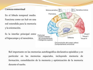Corteza entorrinal
En el lóbulo temporal medio.

Funciona como un hub en una
red extendida para la memoria
y la orientación.

Es la interfaz principal entre
el hipocampo y el neocórtex.

Rol importante en las memorias autobiográfica-declarativa-episódica y en
particular en las memorias espaciales,

incluyendo memoria de

formación, consolidación de la memoria y optimización de la memoria
durante el sueño.

 