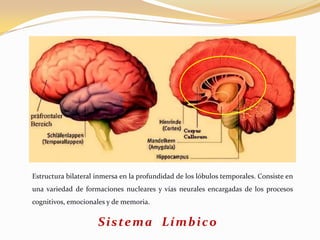 Estructura bilateral inmersa en la profundidad de los lóbulos temporales. Consiste en
una variedad de formaciones nucleares y vías neurales encargadas de los procesos
cognitivos, emocionales y de memoria.

S i s te m a L í m b i c o

 