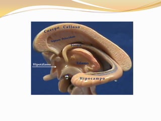 Calloso

Fórnix

Hipotálamo

Tálamo

Hipocampo

 