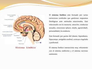 El sistema límbico está formado por varias
estructuras cerebrales que gestionan respuestas
fisiológicas ante estímulos emocionales. Está
relacionado con la memoria, atención, conductas
sexuales, emociones (placer, miedo, agresividad),
personalidad y la conducta.
Está formado por partes del tálamo, hipotálamo,
hipocampo, amígdala cerebral, cortezas cingulada
y prefrontal.

El sistema límbico interacciona muy velozmente
con el sistema endócrino y el sistema nervioso
autónomo.

 