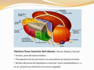 Núcleos Zona Anterior del tálamo. (Dorsal, Medial y Ventral)
• Forman parte del sistema límbico.
• Procesamiento de las emociones y en mecanismos de memoria reciente.
• Reciben aferencias del hipotálamo a través del tracto mamilotalámico y ,a
su vez, proyecta sus eferencias a la corteza cingulada.

 