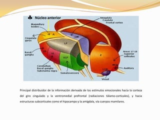 Núcleo anterior

Principal distribuidor de la información derivada de los estímulos emocionales hacia la corteza
del giro cingulado y la ventromedial prefrontal (radiaciones tálamo-corticales), y hacia
estructuras subcorticales como el hipocampo y la amígdala, vía cuerpos mamilares.

 