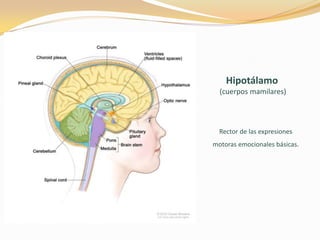 Hipotálamo
(cuerpos mamilares)

Rector de las expresiones
motoras emocionales básicas.

 