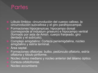  Lóbulo límbico: circunvolución del cuerpo calloso, la
circunvolución subcallosa y el giro parahipocampal.
 Formaciones hipocámpicas: hipocampo dorsal
(corresponde al indusium griseum) e hipocampo ventral
(formado por asta de Amón, cuerpo franjeado, giro
dentado y el subículo).
 Complejo amigdalino: Corteza periamigdalina, núcleo
amigdalino y estría terminal.
 Área septal.
 Formaciones olfatorias: bulbo, pedúnculo olfatorio, estría
olfatoria y lóbulo piriforme.
 Núcleo dorso mediano y núcleo anterior del tálamo óptico.
 Corteza orbitofrontal.
 Núcleo accumbens
 