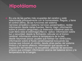  Es una de las partes más ocupadas del cerebro y está
relacionada principalmente con la homeostasis. Regula, y tiene
el control último, de las funciones del sistema
nervioso simpático y sistema nervioso parasimpático, recibe
información desde varias fuentes: Nervio Vago: información
sobre la presión sanguínea y la distensión intestinal (esto es,
cuan lleno esta el estómago);Nervio óptico: información sobre
luz y oscuridad; desde la formación reticular en el tronco
cerebral, información sobre la temperatura de la piel;
desde neuronas pocos usuales que forman los ventrículos,
información sobre el fluido cerebroespinal incluyendo las
toxinas que inducen al vómito; desde otras partes del sistema
límbico y el nervio olfatorio, información que ayuda en la
regulación del hambre y la sexualidad, además de sensores
propios que entregan información acerca del balance iónico y la
temperatura de la sangre.
 