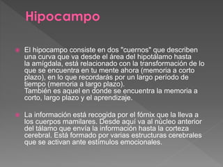 El hipocampo consiste en dos "cuernos" que describen
una curva que va desde el área del hipotálamo hasta
la amígdala, está relacionado con la transformación de lo
que se encuentra en tu mente ahora (memoria a corto
plazo), en lo que recordarás por un largo período de
tiempo (memoria a largo plazo).
También es aquel en donde se encuentra la memoria a
corto, largo plazo y el aprendizaje.
 La información está recogida por el fórnix que la lleva a
los cuerpos mamilares. Desde aquí va al núcleo anterior
del tálamo que envía la información hasta la corteza
cerebral. Está formado por varias estructuras cerebrales
que se activan ante estímulos emocionales.
 