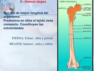 3 .- Huesos largos Son los de mayor longitud del organismo.  Predomina en ellos el tejido óseo compacto. Constituyen las extremidades PIERNA: Fémur , tibia y peroné BRAZOS: húmero , radio y cúbito 