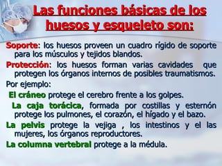 Las funciones básicas de los huesos y esqueleto son: Soporte : los huesos proveen un cuadro rígido de soporte para los músculos y tejidos blandos. Protección : los huesos forman varias cavidades  que protegen los órganos internos de posibles traumatismos. Por ejemplo: El cráneo  protege el cerebro frente a los golpes. La caja torácica , formada por costillas y esternón protege los pulmones, el corazón, el hígado y el bazo.  La pelvis  protege la vejiga , los intestinos y el las mujeres, los órganos reproductores.  La columna vertebral  protege a la médula.  