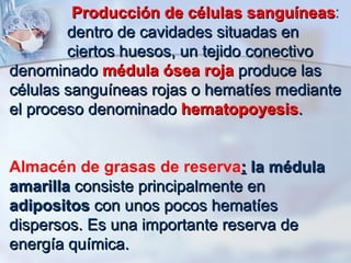 Producción de células sanguíneas : dentro de cavidades situadas en  ciertos huesos, un tejido conectivo denominado  médula ósea roja  produce las células sanguíneas rojas o hematíes mediante el proceso denominado  hematopoyesis .  Almacén de grasas de reserva :   la médula amarilla  consiste principalmente en  adipositos  con unos pocos hematíes dispersos. Es una importante reserva de energía química.   