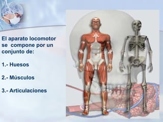 El aparato locomotor  se  compone por un  conjunto de: 1.- Huesos 2.- Músculos 3.- Articulaciones 