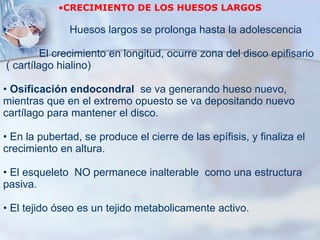 CRECIMIENTO DE LOS HUESOS LARGOS Huesos largos se prolonga hasta la adolescencia El crecimiento en longitud, ocurre zona del disco epifisario ( cartílago hialino)  Osificación endocondral   se va generando hueso nuevo, mientras que en el extremo opuesto se va depositando nuevo cartílago para mantener el disco.  En la pubertad, se produce el cierre de las epífisis, y finaliza el crecimiento en altura.  El esqueleto  NO permanece inalterable  como una estructura pasiva.  El tejido óseo es un tejido metabolicamente activo. 